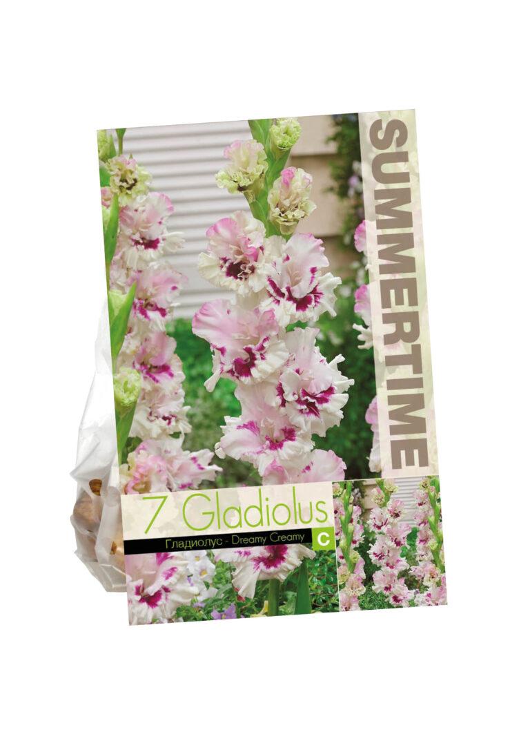 Gladiolus Dreamy Creamy