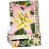 Lilium Hocus Pocus