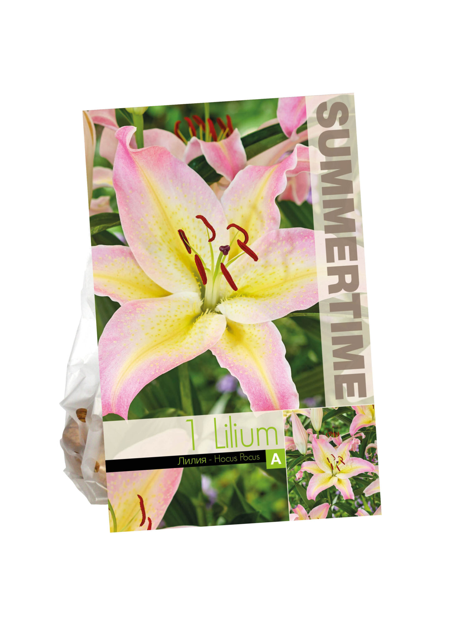 Lilium Hocus Pocus