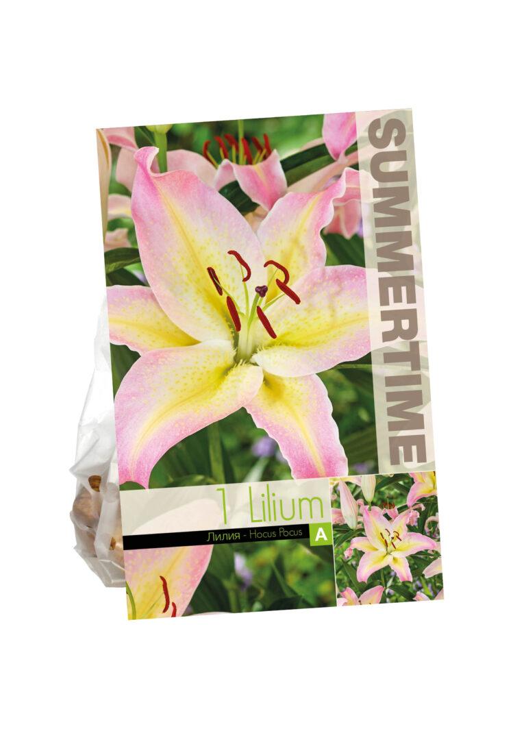 Lilium Hocus Pocus