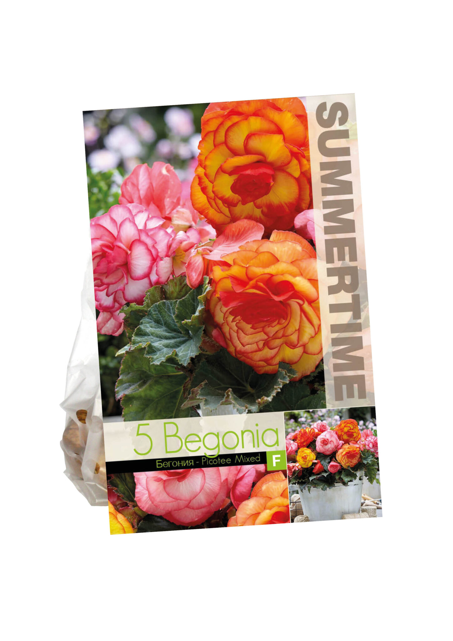 Begonia Picotee Mixed5