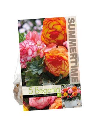 Begonia Picotee Mixed5