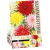 Dahlia Cactus Mixed
