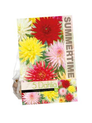 Dahlia Cactus Mixed
