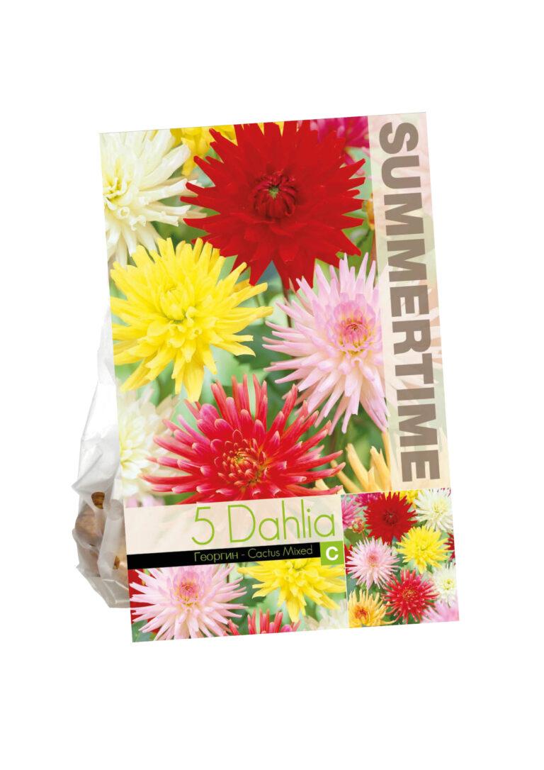 Dahlia Cactus Mixed