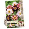 Dahlia Collarette