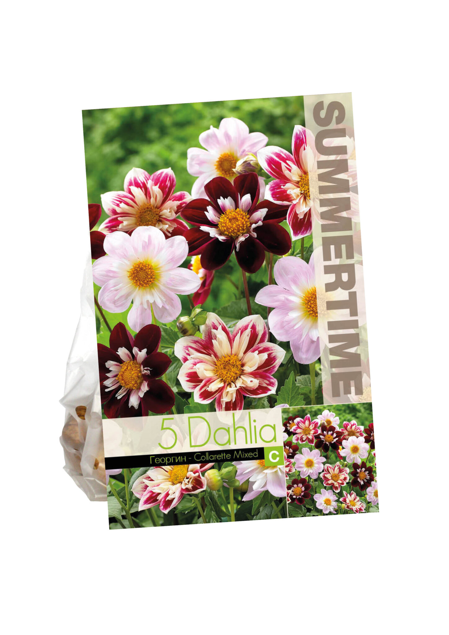 Dahlia Collarette