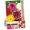 Dahlia Decorative Mixed