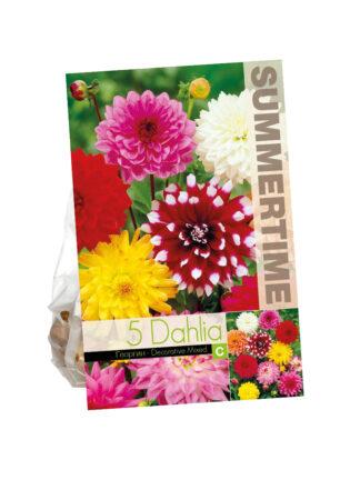 Dahlia Decorative Mixed