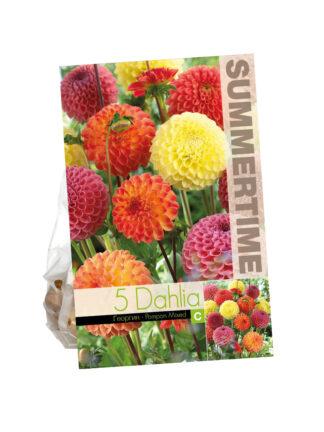 Dahlia Pompon Mixed