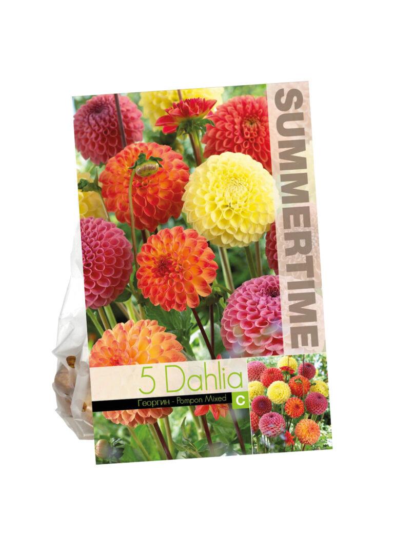 Dahlia Pompon Mixed