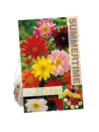 Dahlia Unwin Mixed