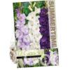 Gladiolus Mixed Blue / White