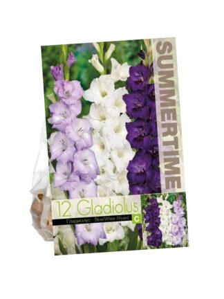 Gladiolus Mixed Blue / White