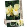 Canna Ambassadour