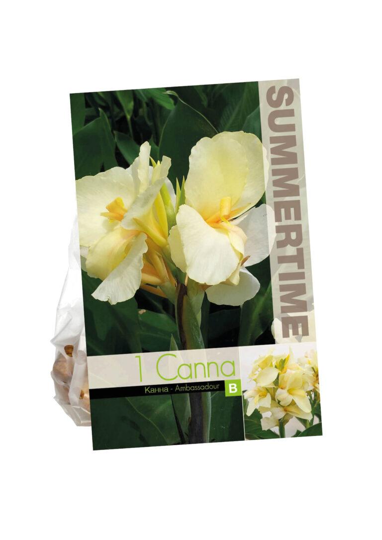 Canna Ambassadour
