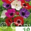 Anemone Cor. De Caen Mixed