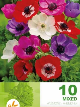 Anemone Cor. De Caen Mixed