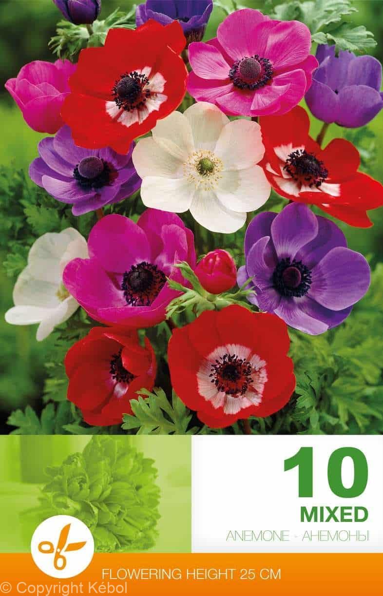 Anemone Cor. De Caen Mixed
