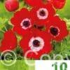 Anemone Cor. Hollandia