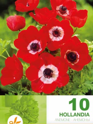 Anemone Cor. Hollandia