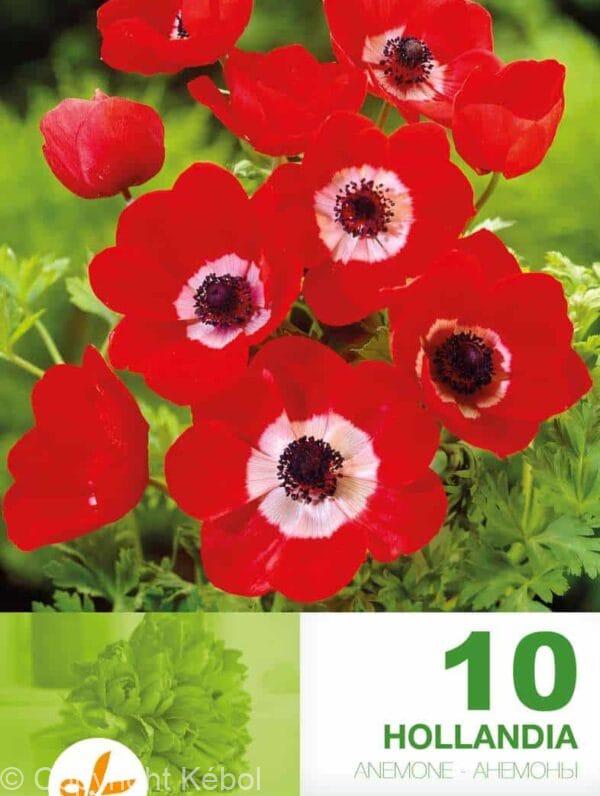 Anemone Cor. Hollandia