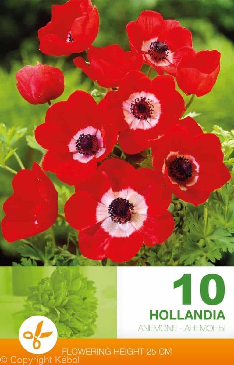 Anemone Cor. Hollandia