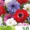 Anemone Cor. St. Brigid Mixed