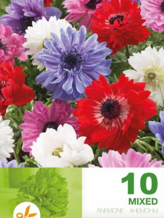 Anemone Cor. St. Brigid Mixed