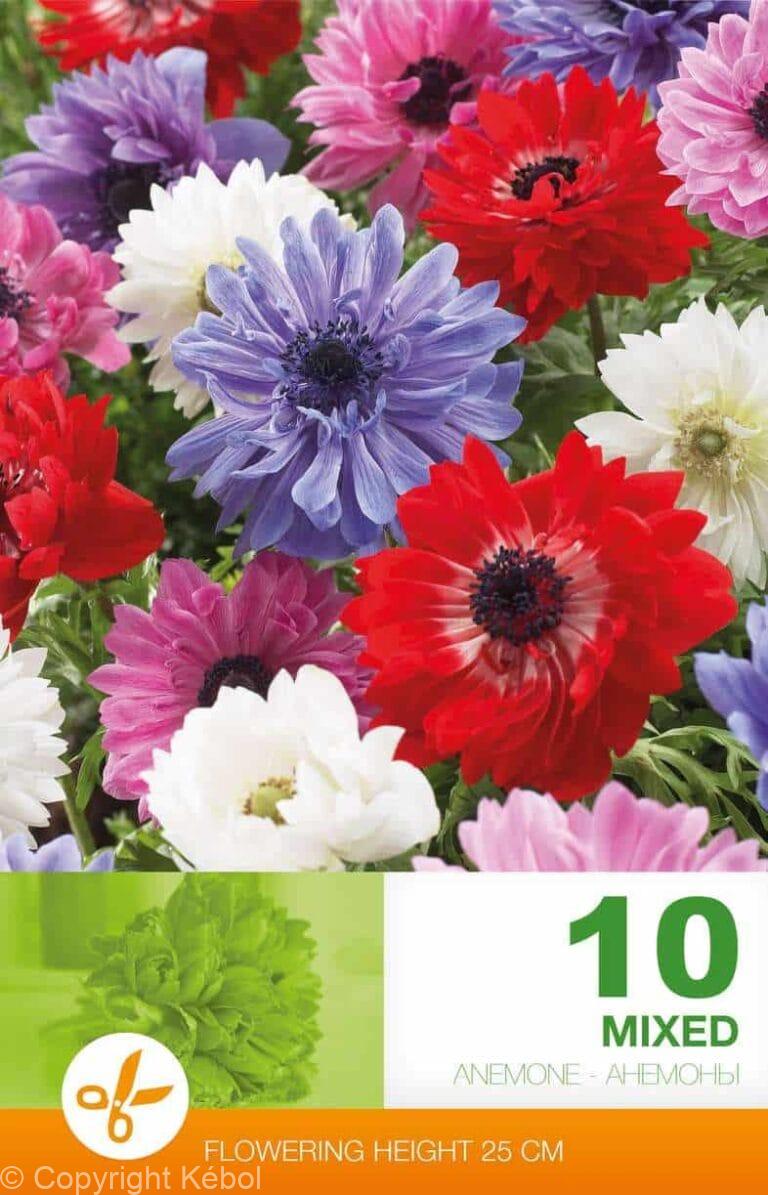 Anemone Cor. St. Brigid Mixed