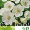 Anemone Cor. The Bride