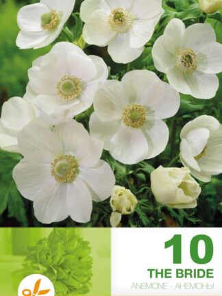 Anemone Cor. The Bride