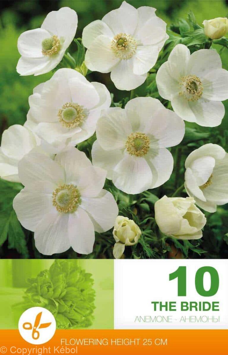 Anemone Cor. The Bride