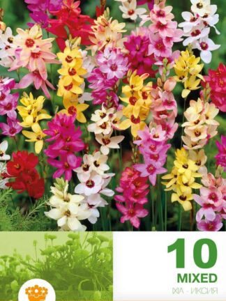 Ixia Mixed