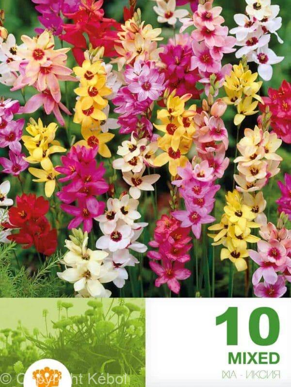 Ixia Mixed