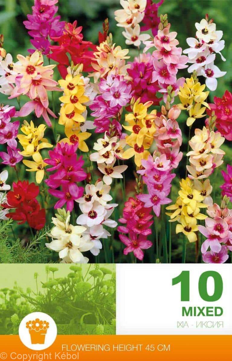 Ixia Mixed