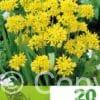 Allium Moly