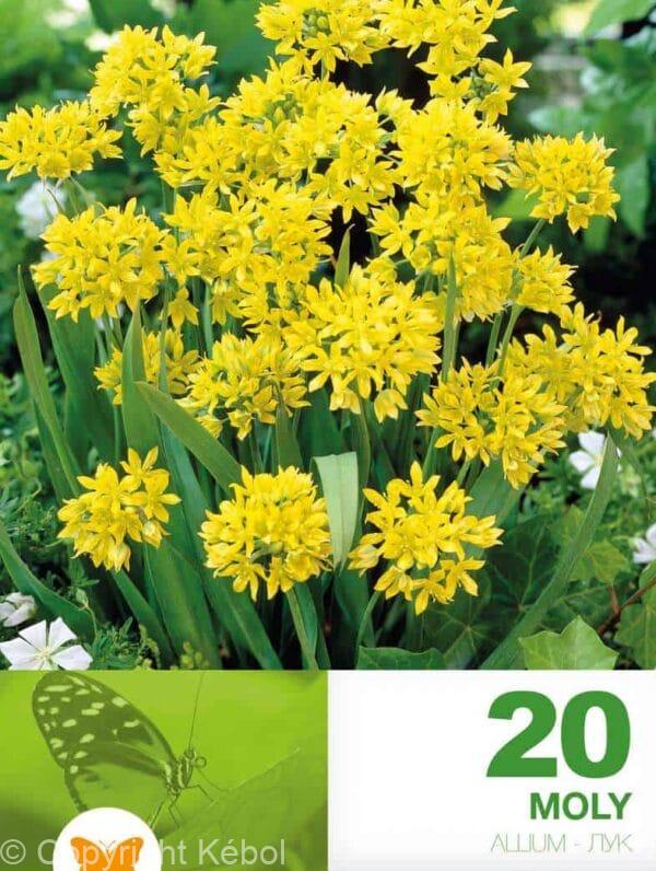 Allium Moly