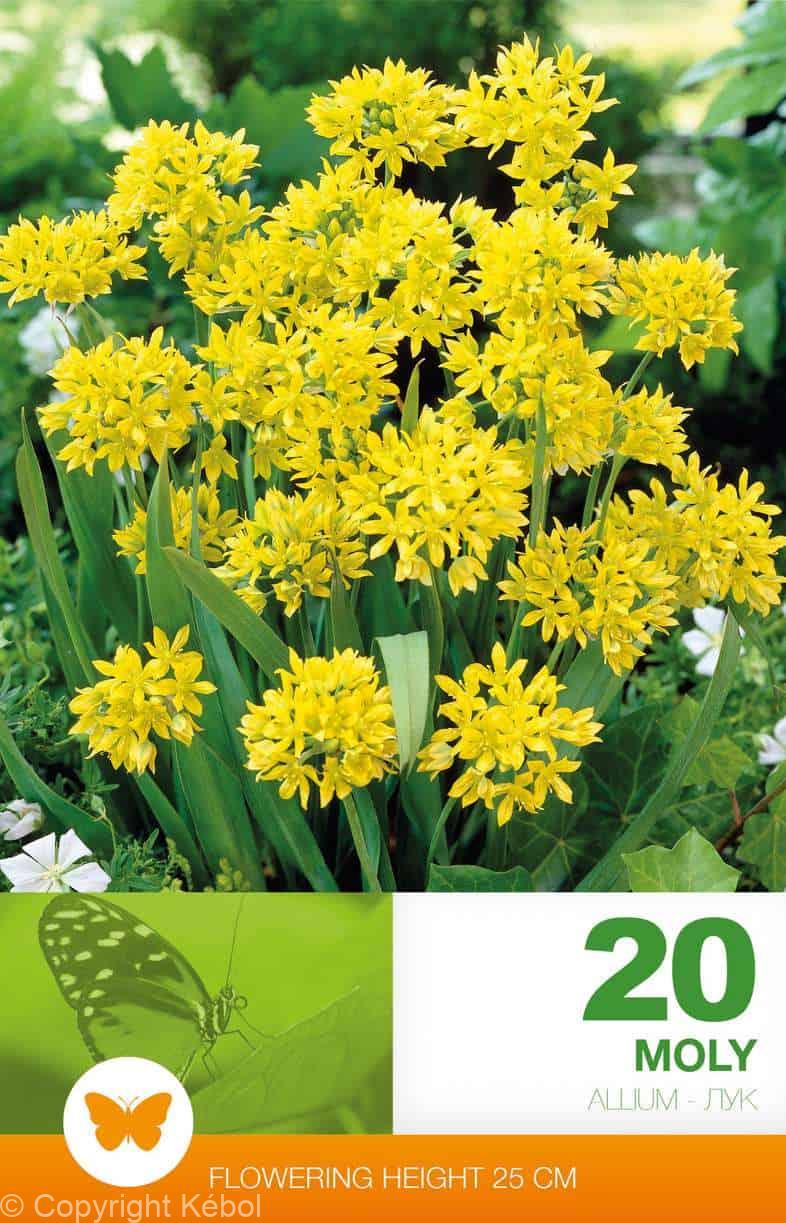 Allium Moly