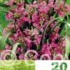 Allium Ostrowskianum