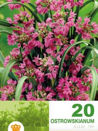 Allium Ostrowskianum