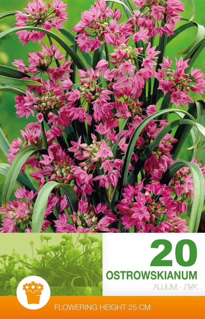 Allium Ostrowskianum