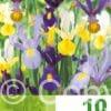 Iris Hollandica Mixed