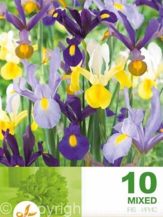 Iris Hollandica Mixed