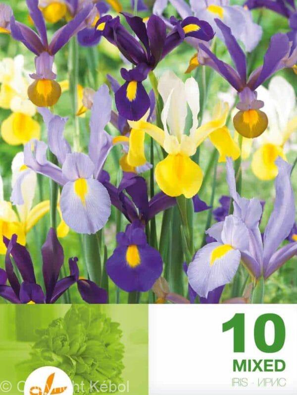 Iris Hollandica Mixed