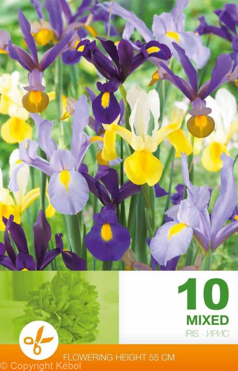 Iris Hollandica Mixed