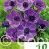 Anemone Cor. Mr. Fokker