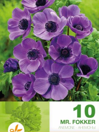 Anemone Cor. Mr. Fokker