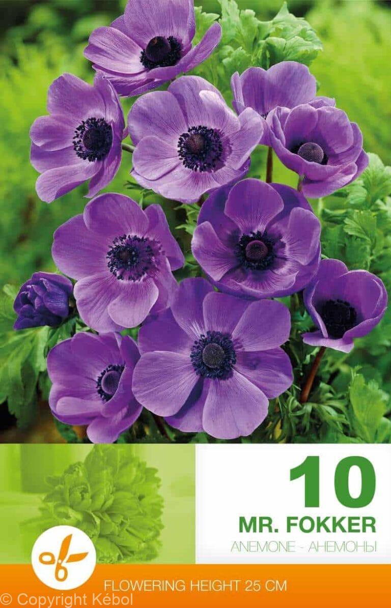 Anemone Cor. Mr. Fokker
