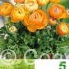Ranunculus Orange Economy